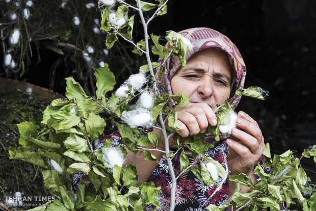  Maryam is picking the cocoons from the tree.