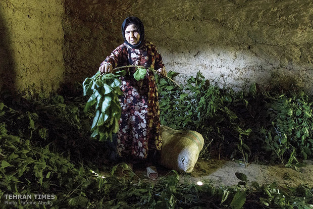 Kobra, 57, is feeding silkworms.