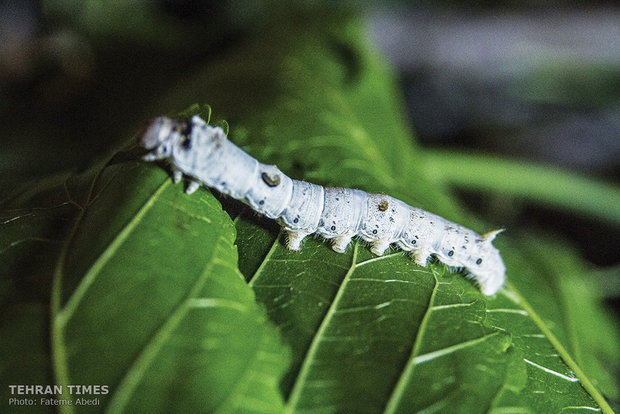 A photo of a 32-day silkworm which will weave a net to hold itself in a week.