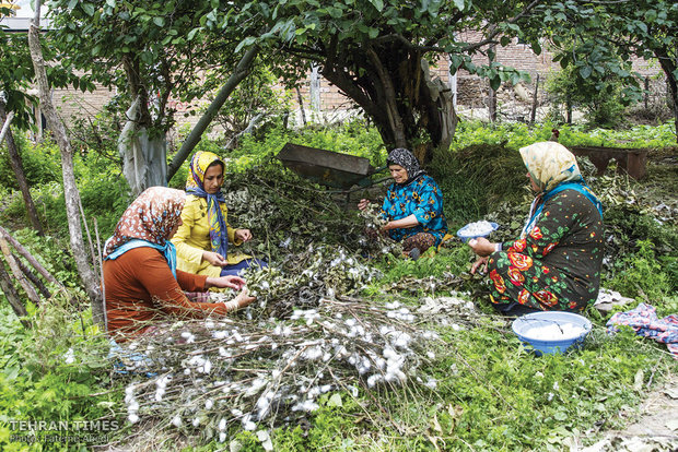  A group of women are picking cocoons from tree branches.