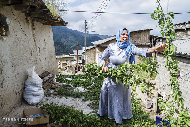 Fatemeh is rearranging the tree leaves wet with the rain on the rooftop to dry. 