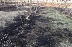 طباطبایی: در آتش سوزی مجموعه آزادی به درختان آسیب نرسید