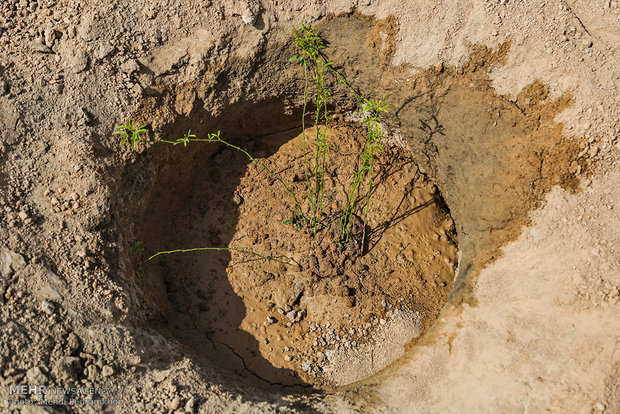 اصلاح ۴۰ هکتار مراتع روستای فخرآوری گناوه/ ضرورت احیای مراتع