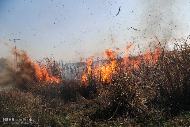 ممنوعیت سوزاندن بقایای گیاهی پس از برداشت محصول در مزارع اردبیل