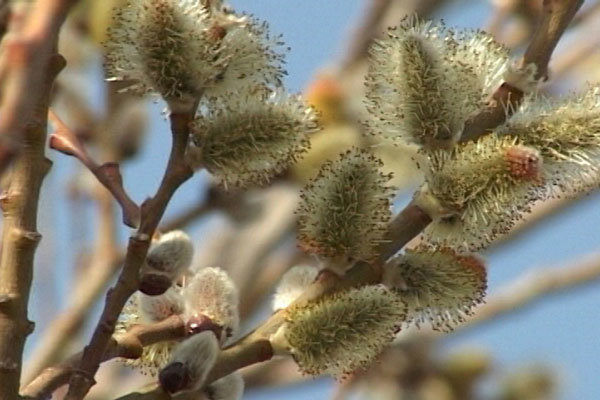 شکوفه های «بیدمشک» درخت پیام آور بهار در ارومیه به بار نشست