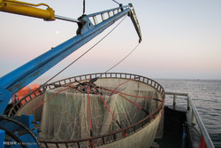 صید ۳۴۵۰ تن ماهی کیلکا در مازندران