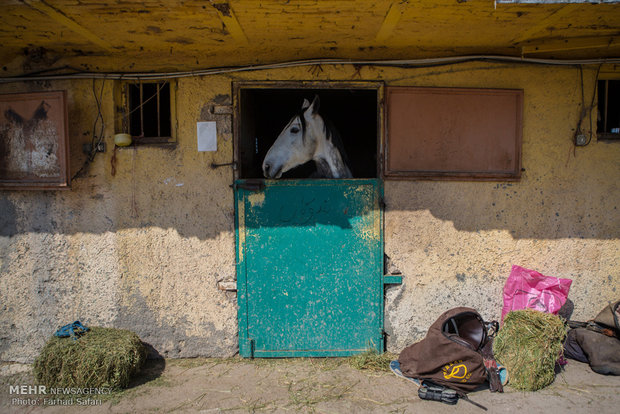 Equestrian competitions in Qazvin