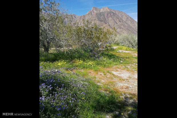 رویش گل و بوته در بیابان کالیفرنیا