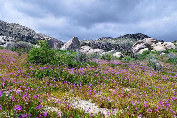 رویش گل و بوته در بیابان کالیفرنیا