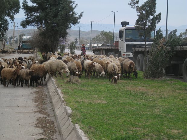 ماجراهای عبور عشایر از درون شهرهای لرستان؛ وقتی «شهر» کوچ می‌کند