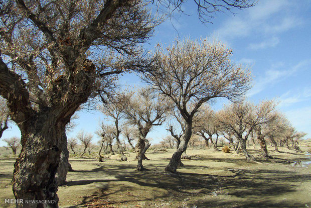 Padgan Forest