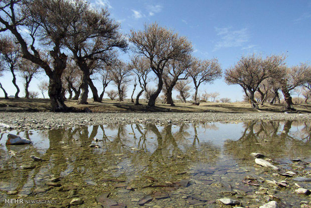 Padgan Forest