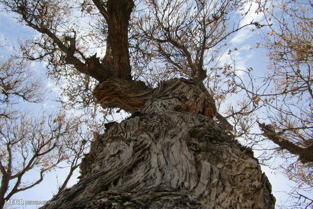 Padgan Forest