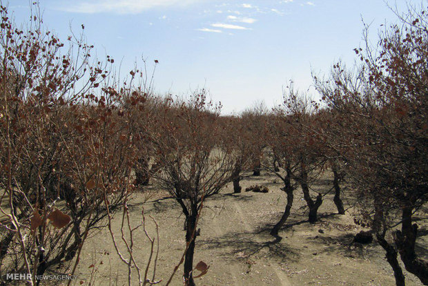 Padgan Forest