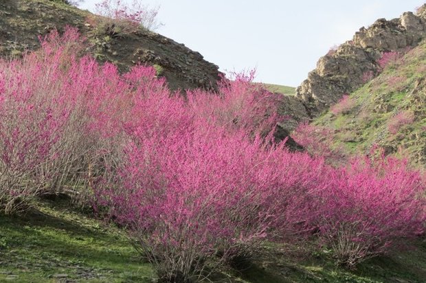 شکوه و زیبایی طبیعت را در دره ارغوان ایلام نظاره گر شوید