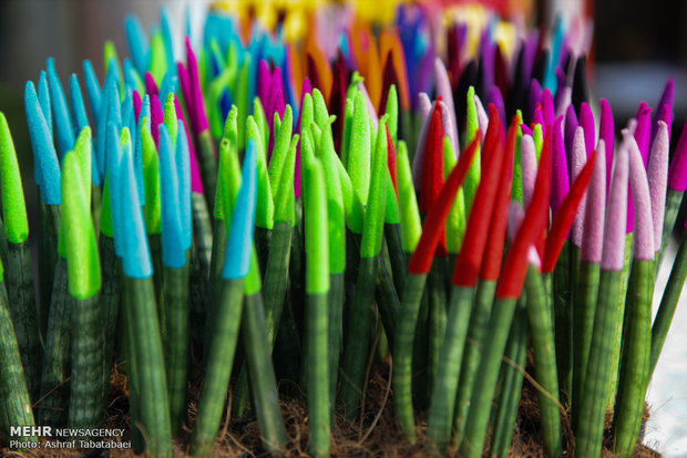 Mahallati Flower Market on eve of Spring