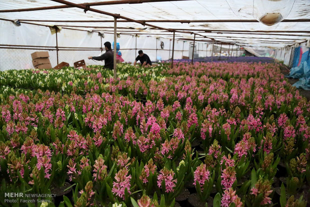 Hyacinth, symbol of Nowruz