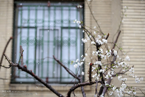 Spring snow in Karaj