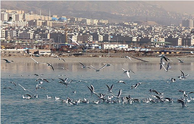 دریاچه شهدای خلیج فارس میزبان کمپین «مهمان حاج قاسم» می‌شود