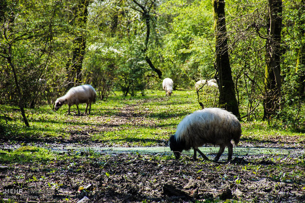 Northern coast hosts Nowruz holiday tourists 