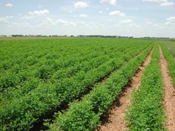 زمین های کشاورزی دشت آزادگان به یک سوم کاهش یافته است