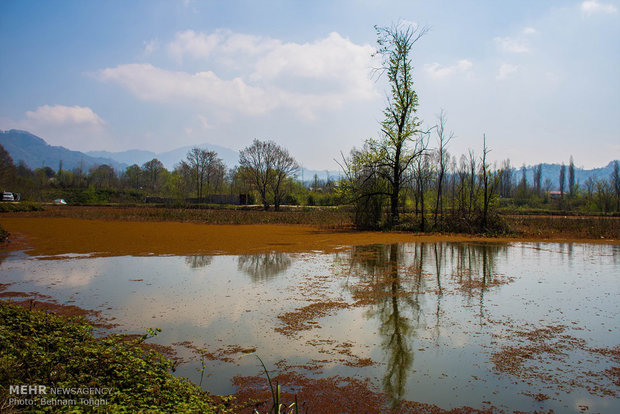 Soostan Lagoon in Lahijan