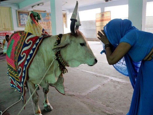 بھارت میں بڑی تعداد میں گائے کی پراسرار ہلاکتیں