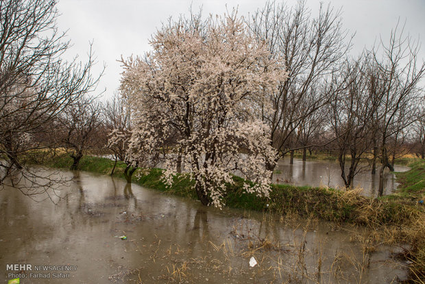 Spring blossoms in Qazvin