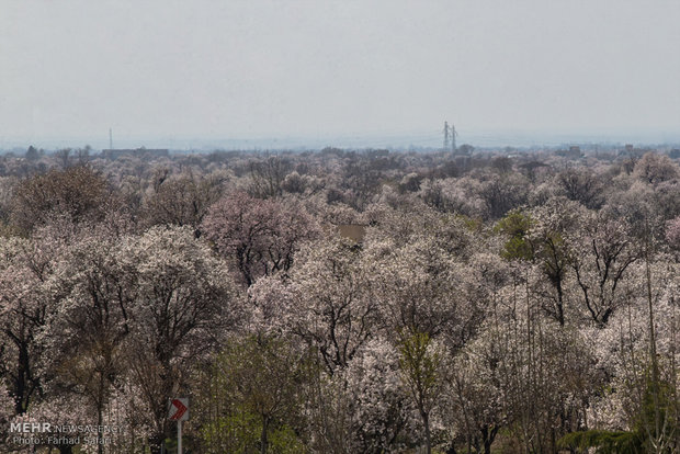 Spring blossoms in Qazvin