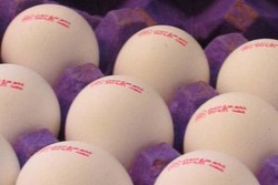 ترویج مصرف تخم مرغ در مدارس/برنامه افزایش مصرف سرانه به ۲۵۰ عدد