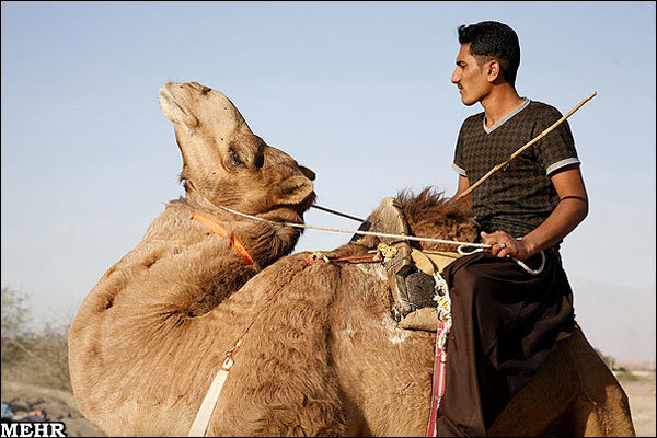 ۱۲ هزار نفراز شترهای هرمزگان مازاد بر ظرفیت مراتع هستند