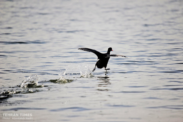  The lake is a habitat for various species whose lives are endangered by the lake’s current looming status.