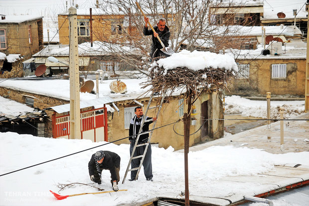  Contrary to how they are causing problems for the lake the locals are very protective of the storks and even during winter they take care of the vacant nests and prepare them for the storks’ comeback.