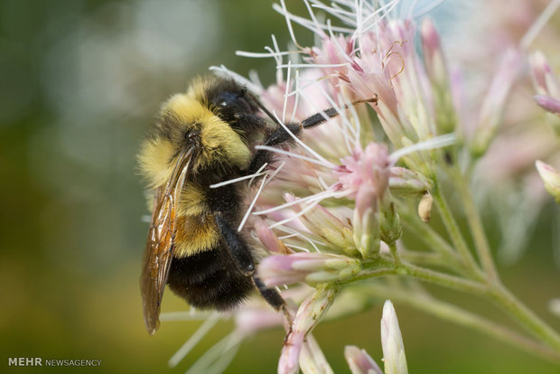 زنبورهای عسل در معرض انقراض‎