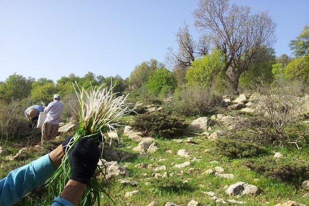 برداشت و حمل هرگونه گیاه دارویی در ایلام ممنوع است