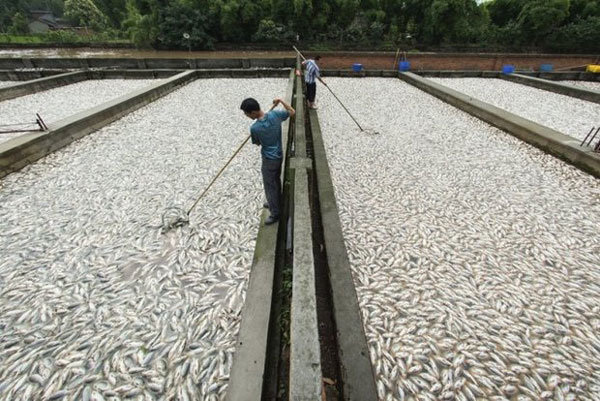 Annual fishery exports to reach $500mn