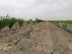 کاشت ۳۰۰۰ اصله درخت توسط متهم آلوده کننده محیط زیست در تاکستان