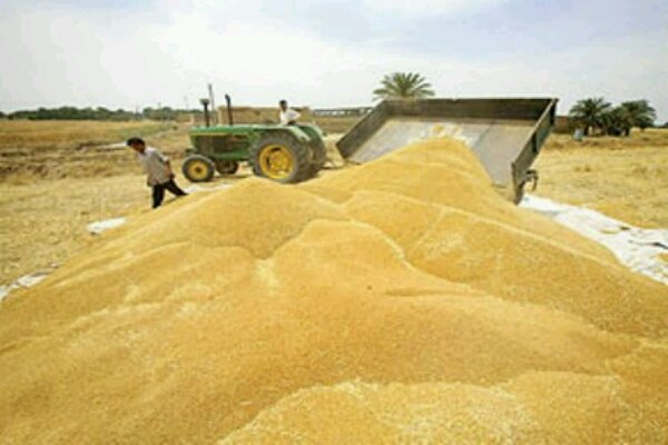 خرید گندم از نیم میلیون تن گذشت