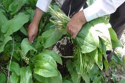 کشف محموله گیاهان دارویی در شهرستان دره‌شهر
