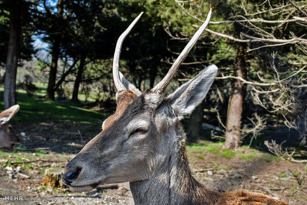 Iranian red deer