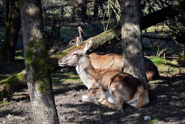 Iranian red deer