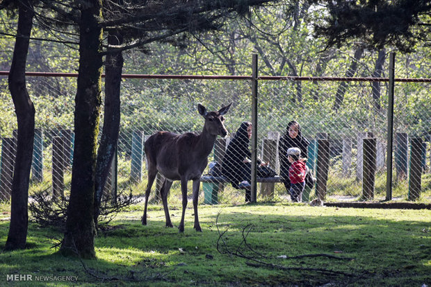 Iranian red deer