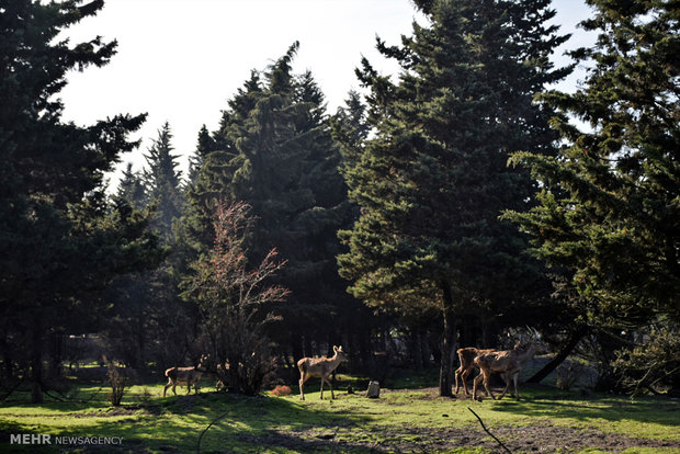 Iranian red deer