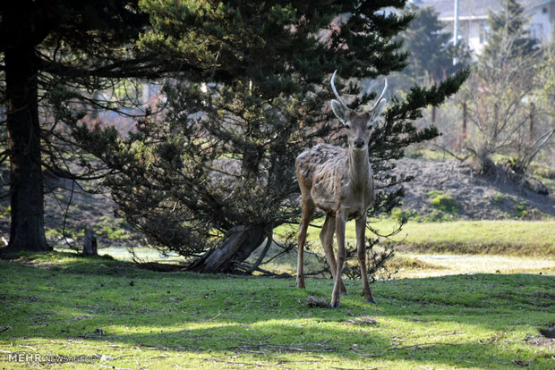 Iranian red deer