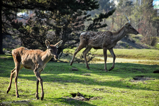 Iranian red deer