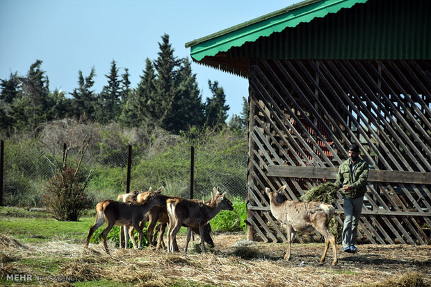 Iranian red deer