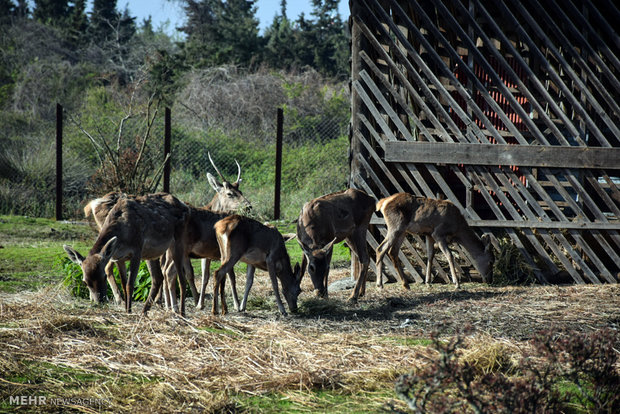 Iranian red deer