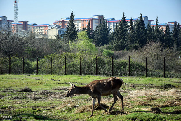 Iranian red deer