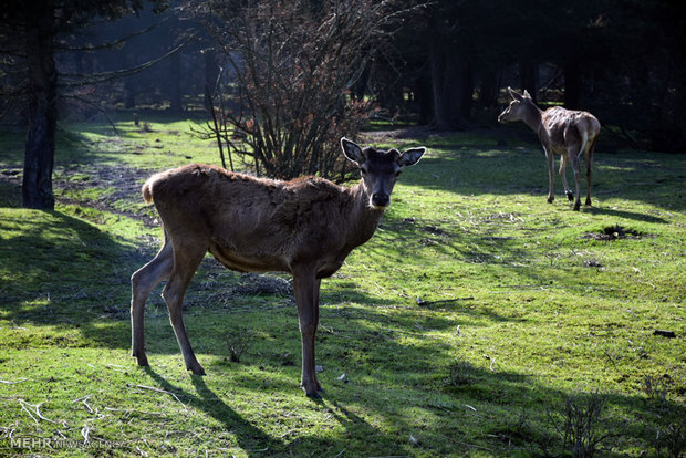 Iranian red deer