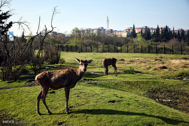 Iranian red deer